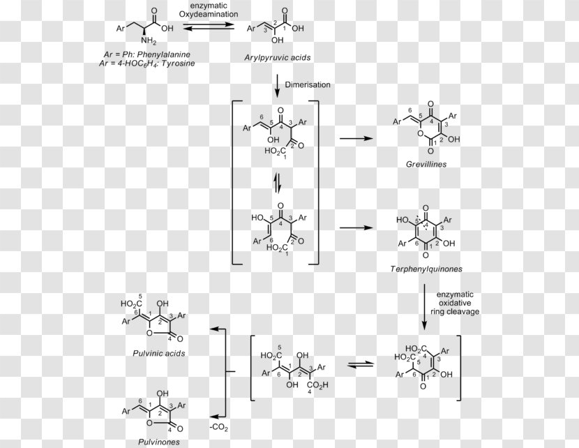 Pulvinone Phenylalanine Aromatic Amino Acid - Biosynthesis - Black And White Transparent PNG