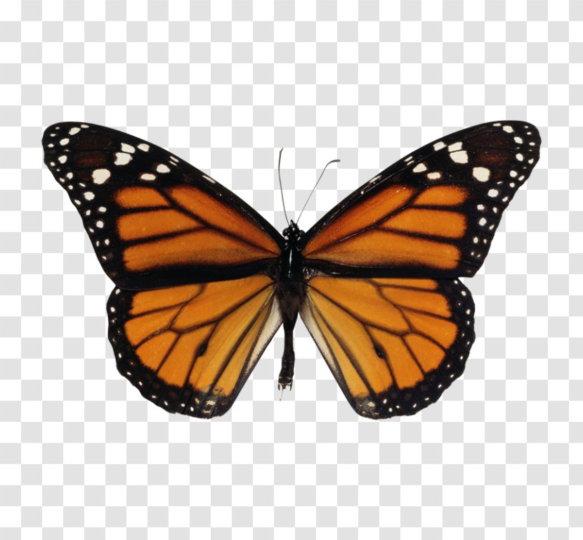 Monarch Butterfly Biosphere Reserve Sanctuary Clip Art - Tiger Milkweed Butterflies Transparent PNG