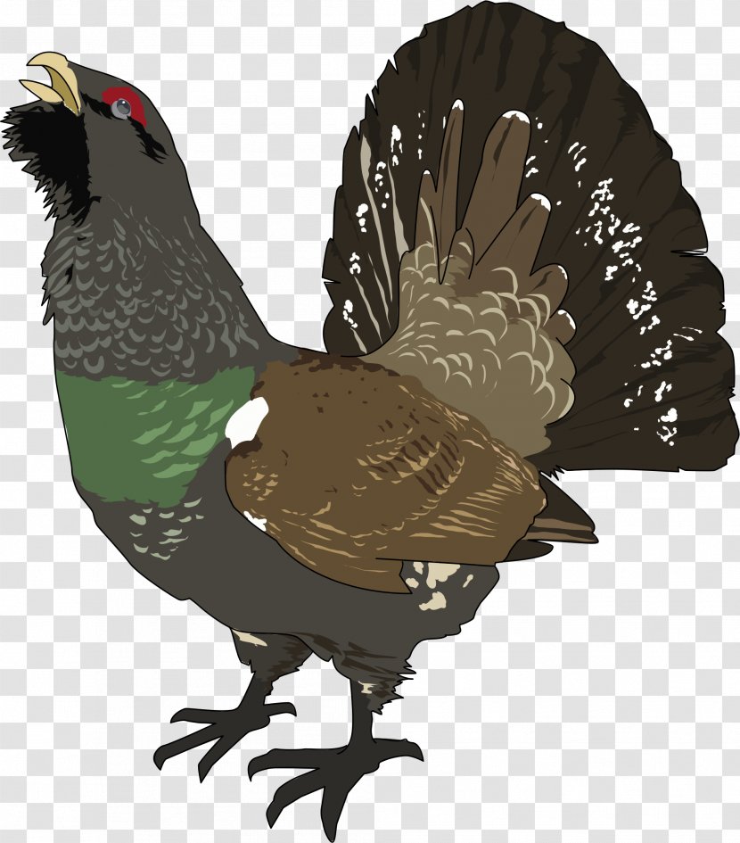 Bird Western Capercaillie Grouse Clip Art - Grand Transparent PNG