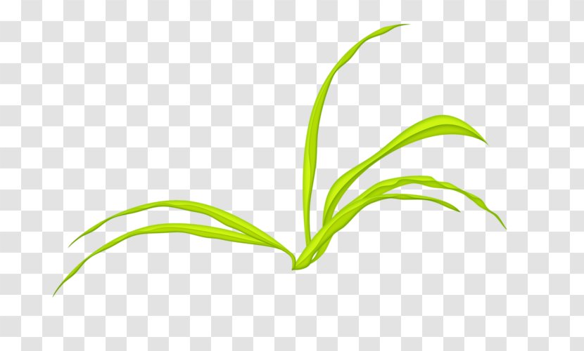 Leaf Grasses Plant Stem Green Font - Tree - Flower Grass Family Transparent PNG