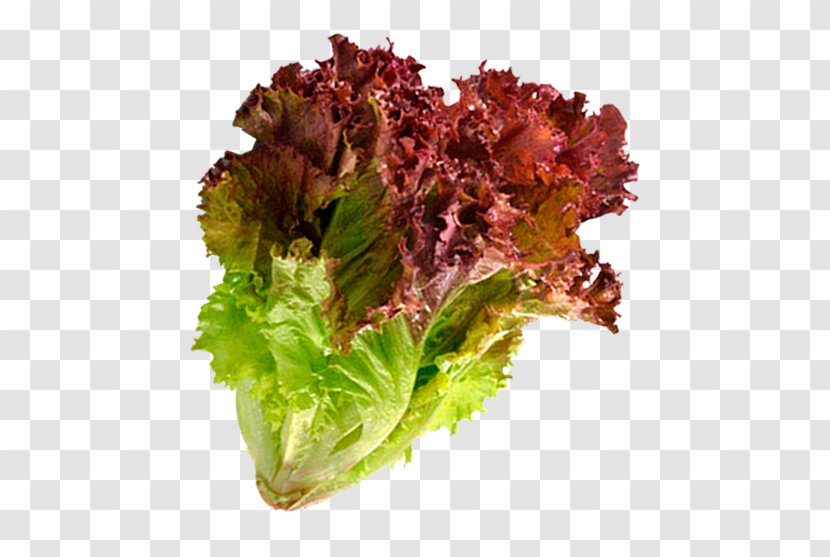 Red Leaf Lettuce Salad Vegetable Scallion - Herb Transparent PNG