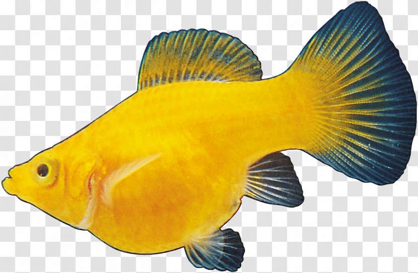 Ornamental Fish Aquarium Clip Art JPEG - Tail Transparent PNG