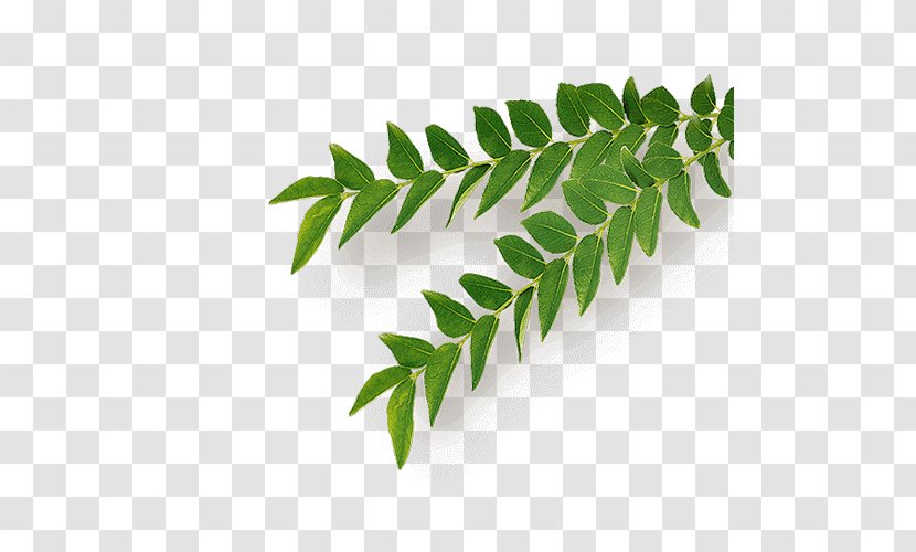 Neem Tree Herb Curry Vitamin - Organic Certification Transparent PNG