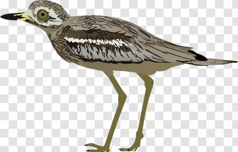 Wader Seabird Crane Water Bird Transparent PNG