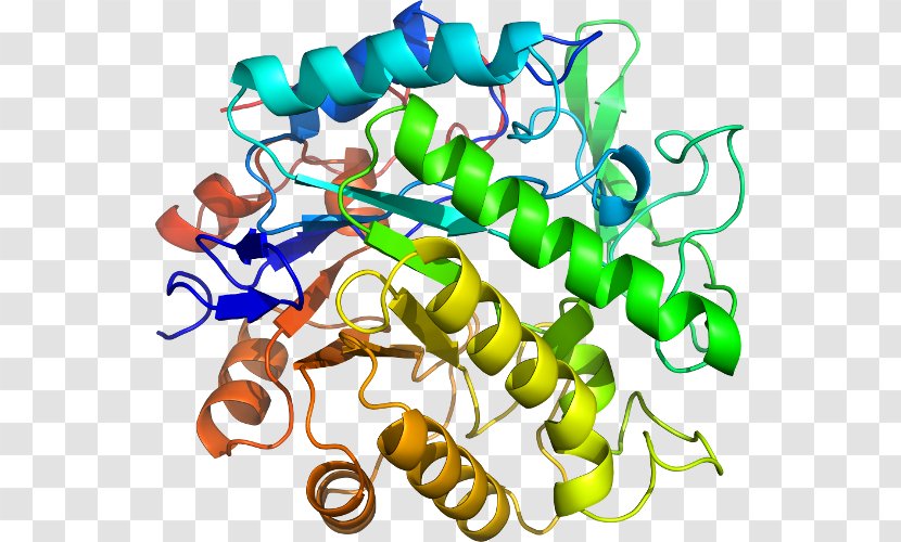 Beta-glucosidase Glucosidases Glycoside Hydrolase Enzyme Commission Number Substrate - Pentaerythritol Tetranitrate Transparent PNG