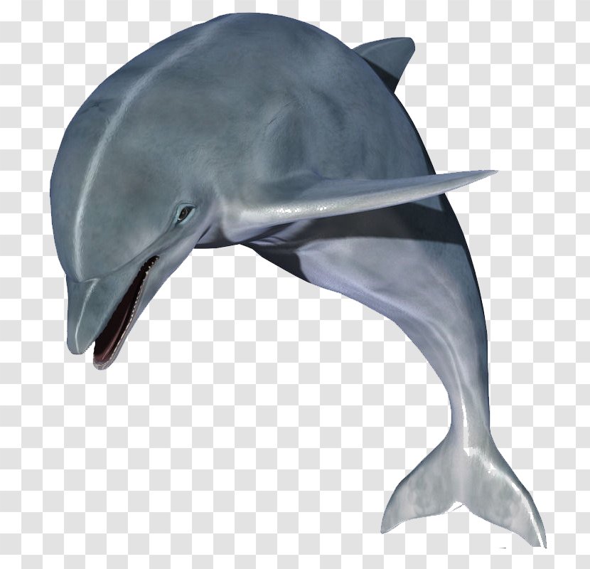 Dolphin Clip Art - Display Resolution - Jumping Dolphins Transparent PNG