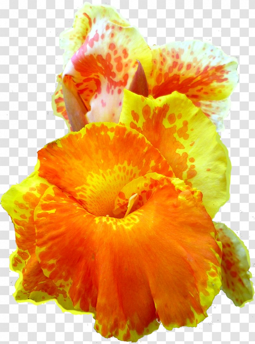 Canna Indica Flower Petal Transparent PNG