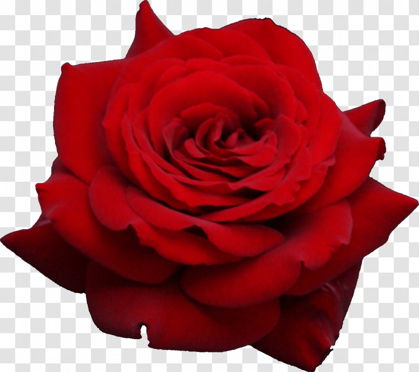 Rose Flower Clip Art - Bouquet - Red Image Picture Download Transparent PNG