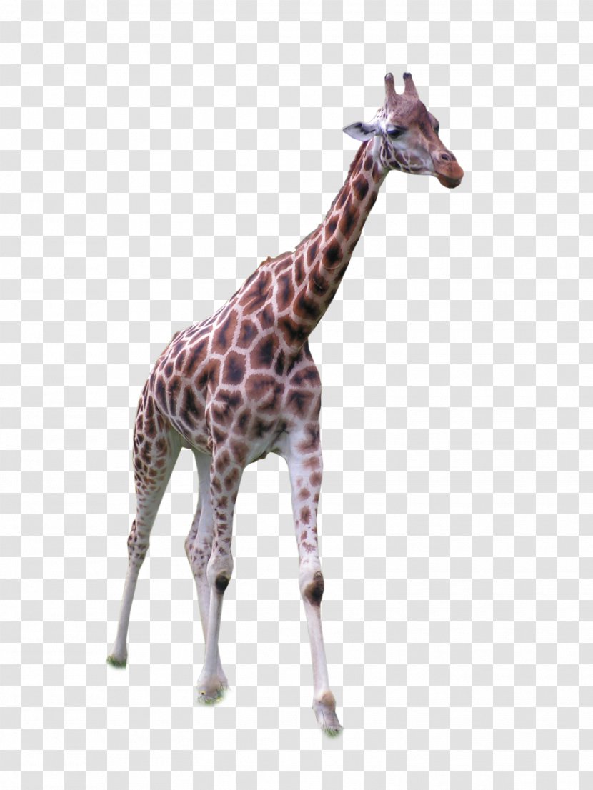 Africa Northern Giraffe Grassland - Standing Front Transparent PNG