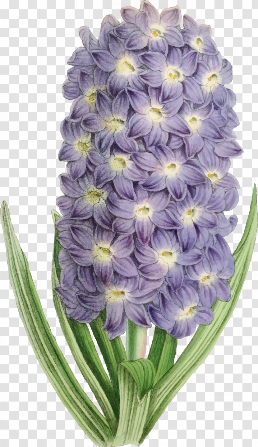 Flower Purple Violet Clip Art - Lavender - Illustrations Transparent PNG