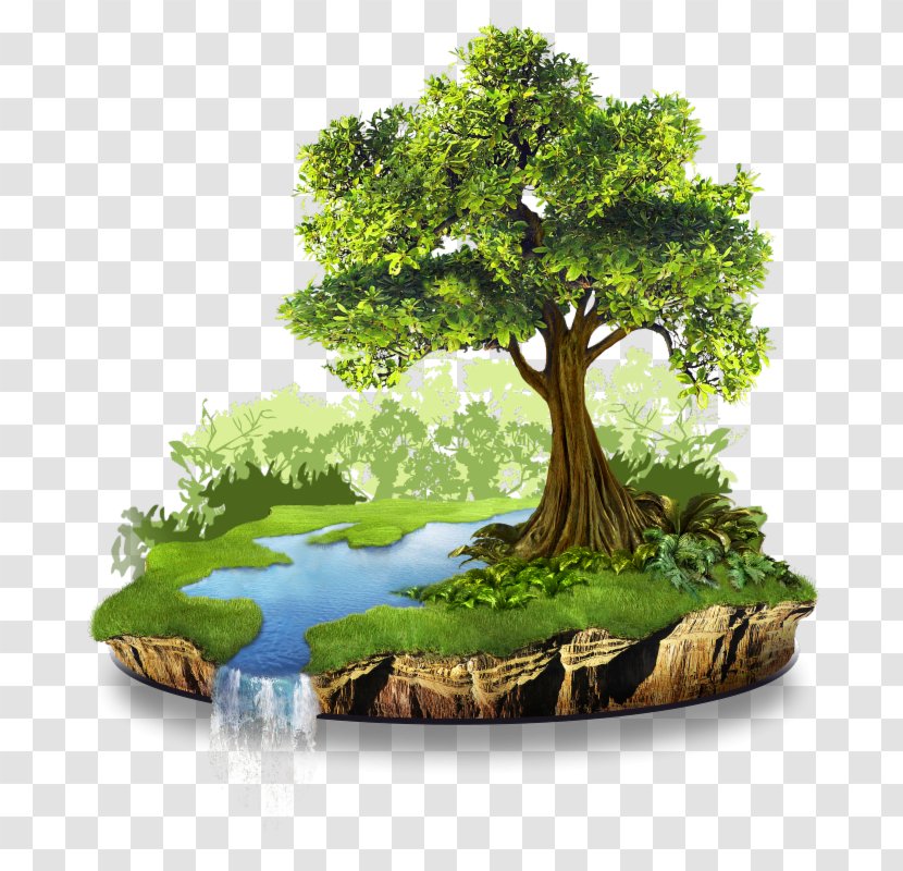 Conservation Natural Resource Environment Nature - Tree Transparent PNG