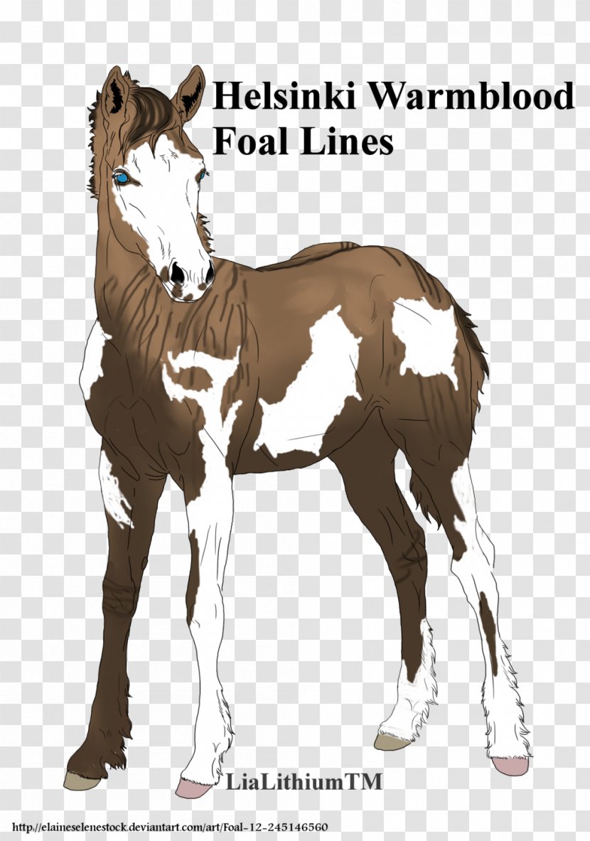 Stallion Mustang Foal Mare Halter Transparent PNG