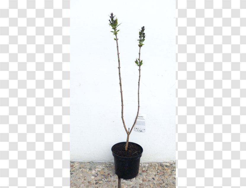 Flowerpot Houseplant Branching - Tree - Syringa Transparent PNG