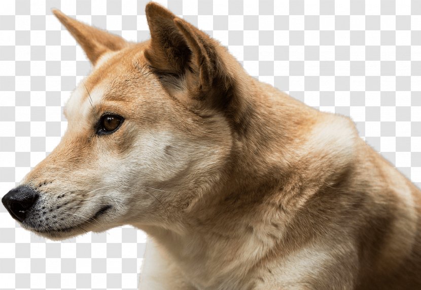 Saarloos Wolfdog Dingo Canaan Dog Akita Czechoslovakian - Wildlife Transparent PNG