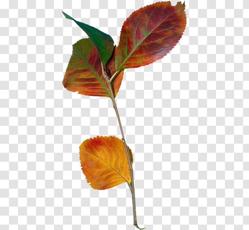 Осенние листья Leaf Plant Stem Clip Art - Still Life - Twig Transparent PNG
