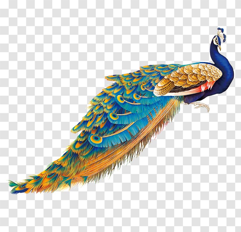 Peafowl Image Bird Feather - Organism - Peacock Transparent PNG