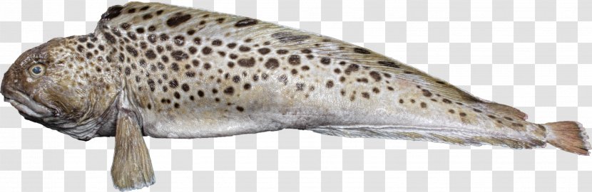 Spotted Wolffish Atlantic Animal Trout - Fish - Shellfish Transparent PNG