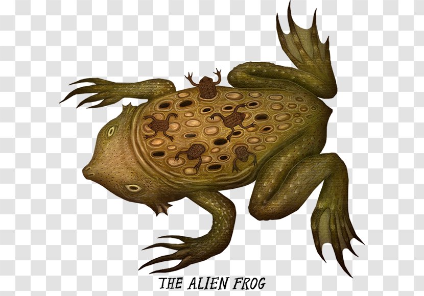 True Frog Common Snapping Turtle Toad Pepe The Transparent PNG