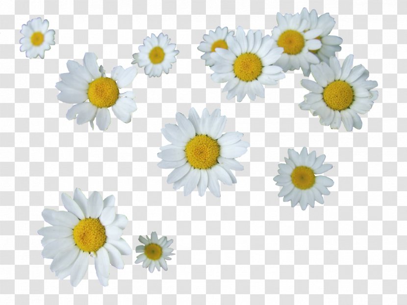 Common Daisy Editing Flower - Floristry Transparent PNG