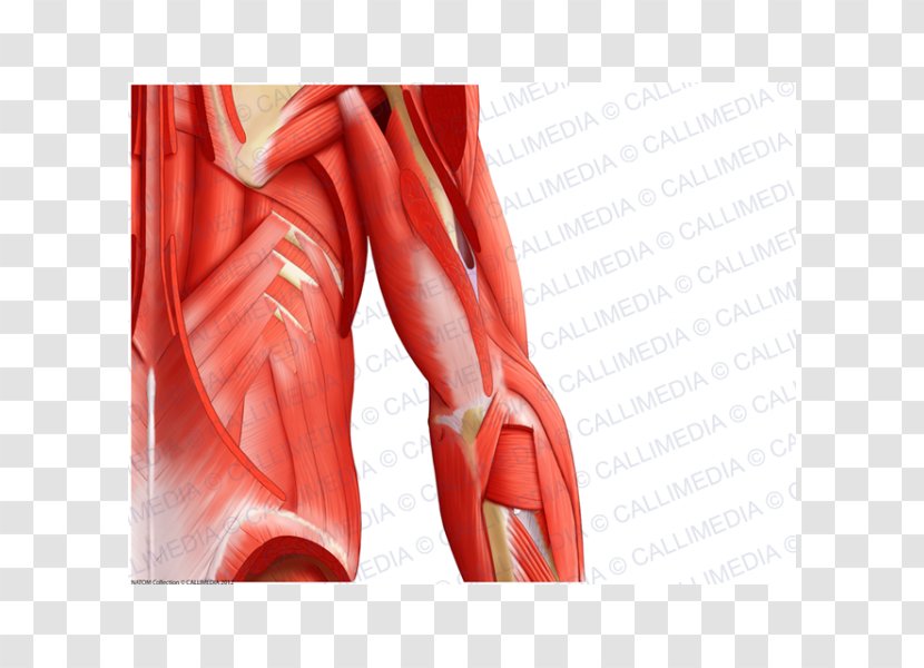 Shoulder Muscle Human Anatomy Arm - Frame Transparent PNG