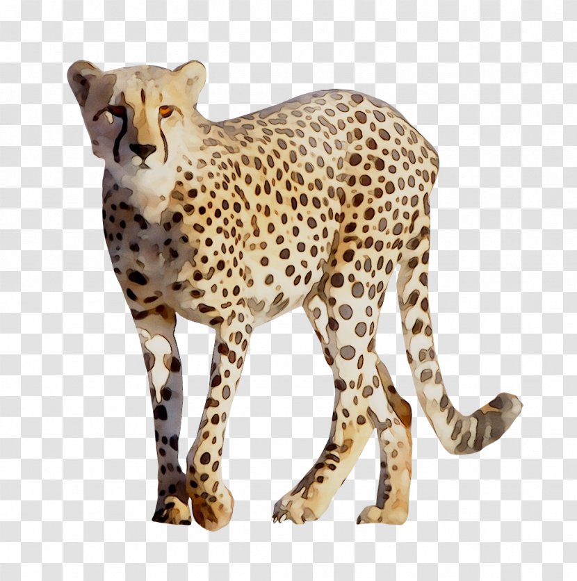 Cheetah Clip Art Felidae Leopard - Stock Photography - Jaguar Transparent PNG