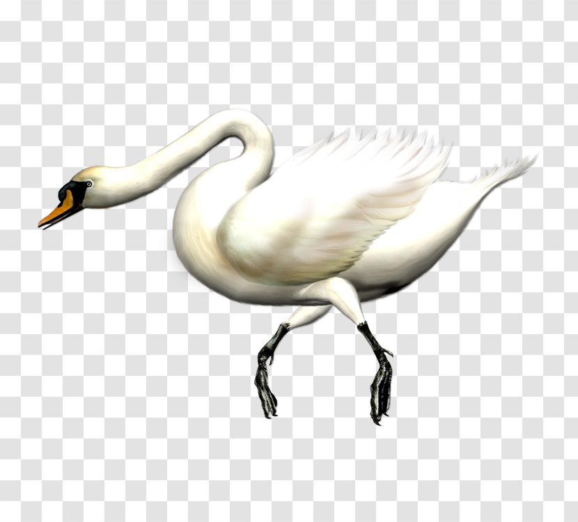 Swan Goose Black Domestic - Beak Transparent PNG