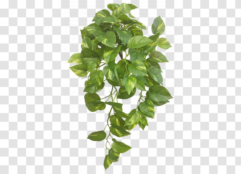 Leaf Plant Stem Basil Branching - Pothos Transparent PNG