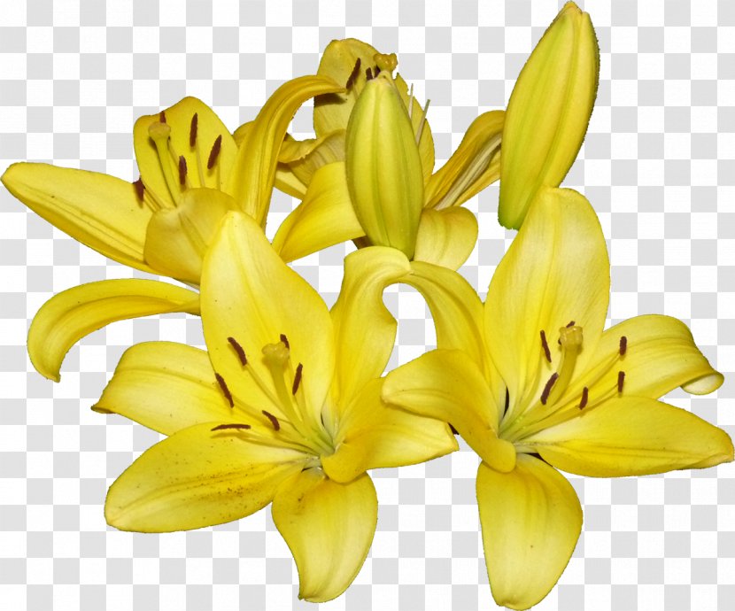 Cut Flowers Petal Daylily Banana Transparent PNG