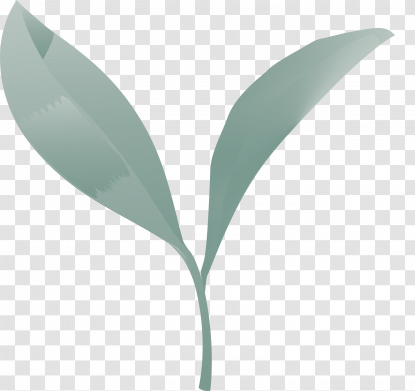 Tea Leaves Leaf Spring Transparent PNG