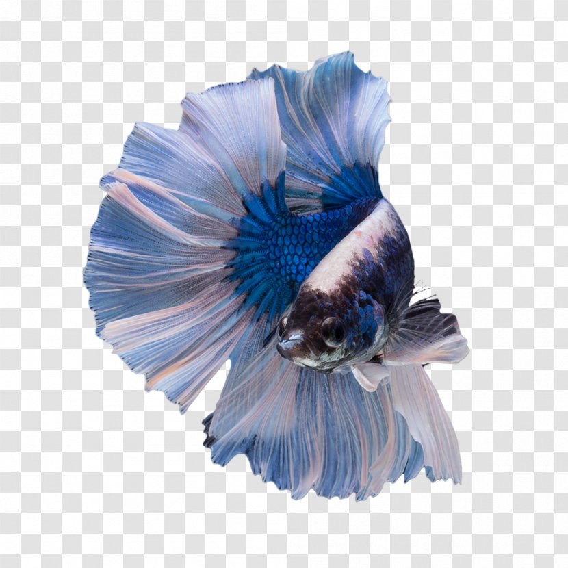 Siamese Fighting Fish Butterfly Tail Veiltail Blue Emerald Green Betta - Bettas Transparent PNG