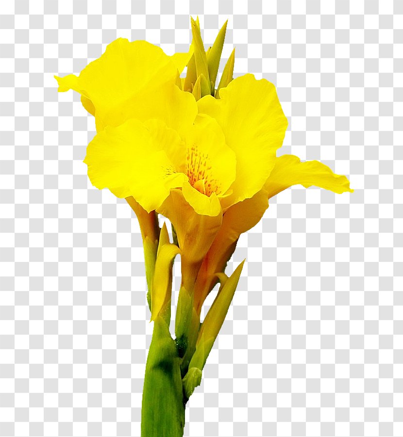 Canna Cut Flowers - Floral Design - Cannabis Pictures Transparent PNG