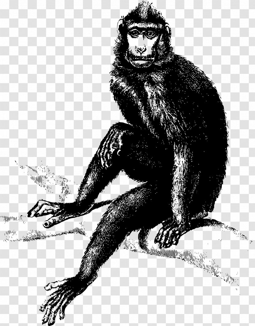 Monkey Gorilla Clip Art - Human - Baboon Transparent PNG