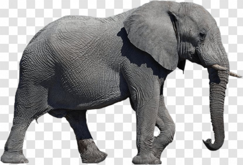 African Elephant Elephants Clip Art Desktop Wallpaper Transparent PNG