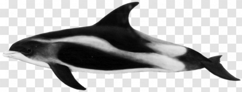Rough-toothed Dolphin Short-beaked Common White-beaked Porpoise Striped - Animal Figure - Black And White Pictures Transparent PNG
