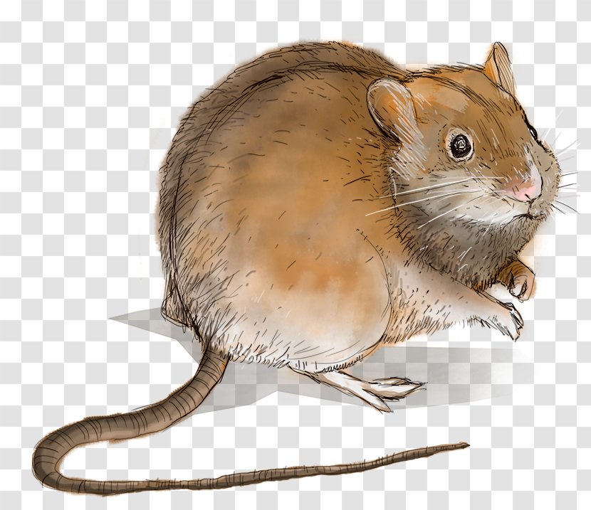 Gerbil Hamster Dormouse Whiskers Fur - Field Mouse Transparent PNG
