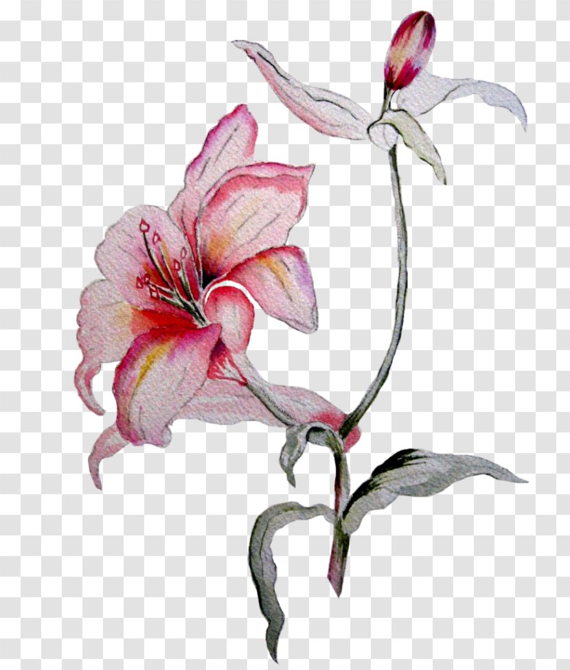 Amaryllis Flower Petal Still Life Photography - Plant Stem - Lilium Transparent PNG