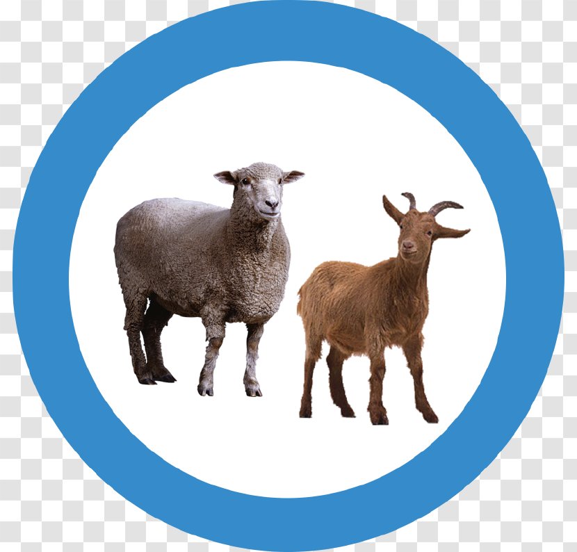 Goat Sheep Transparency Clip Art - Meat Transparent PNG