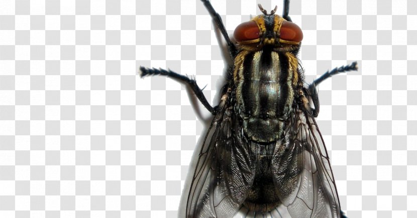 Estrella Del Barrio Insect Fly El Pinche Mara Pest Transparent PNG