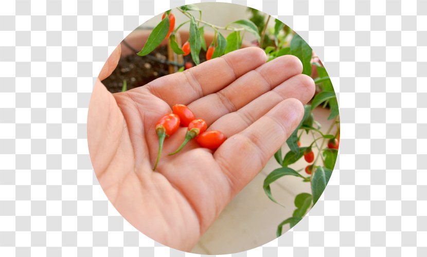 Bird's Eye Chili Raw Foodism Lycium Chinense Food Additive - Goji Transparent PNG