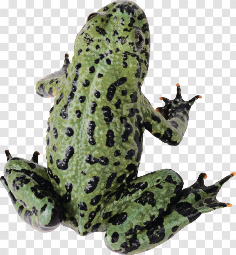 Frog Clip Art - Stock Photography - Image Transparent PNG