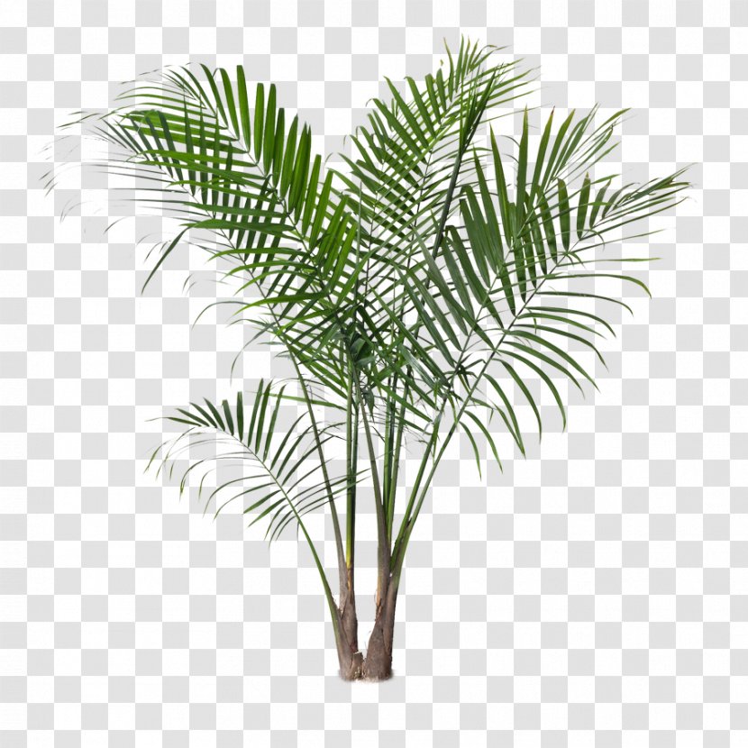 Ravenea Rivularis Houseplant Areca Palm Tree - Common Ivy - Date Transparent PNG