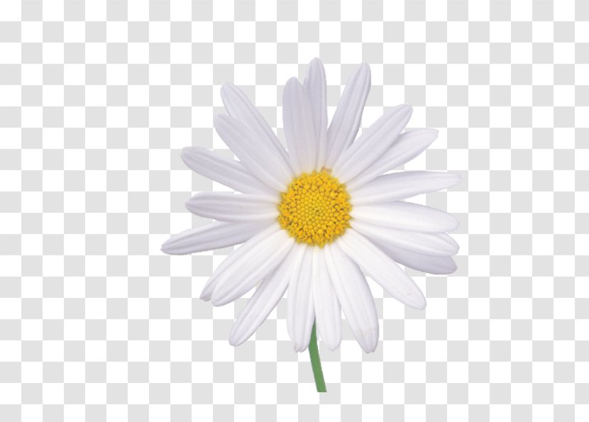 Flower Chamomile Wallpaper - Marguerite Daisy - White Chrysanthemum Transparent PNG