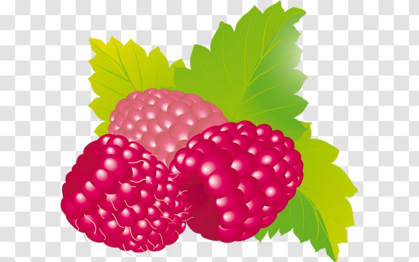 Raspberry Fruit Boysenberry Strawberry - Amora - Raspberries Transparent PNG