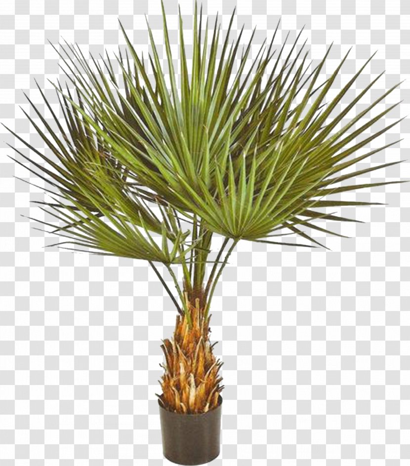 Washingtonia Robusta Filifera Yucca Rostrata Arecaceae Plant - Palm Transparent PNG