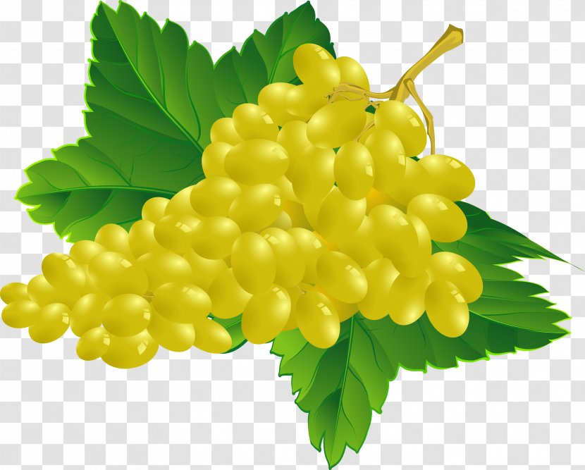 Common Grape Vine Wine Leaves - Fruit - Vector Grapes Transparent PNG