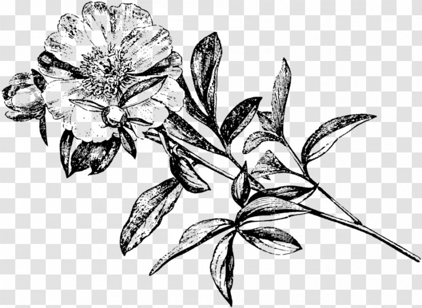 Drawing Sketch - Plant - Leaf Transparent PNG