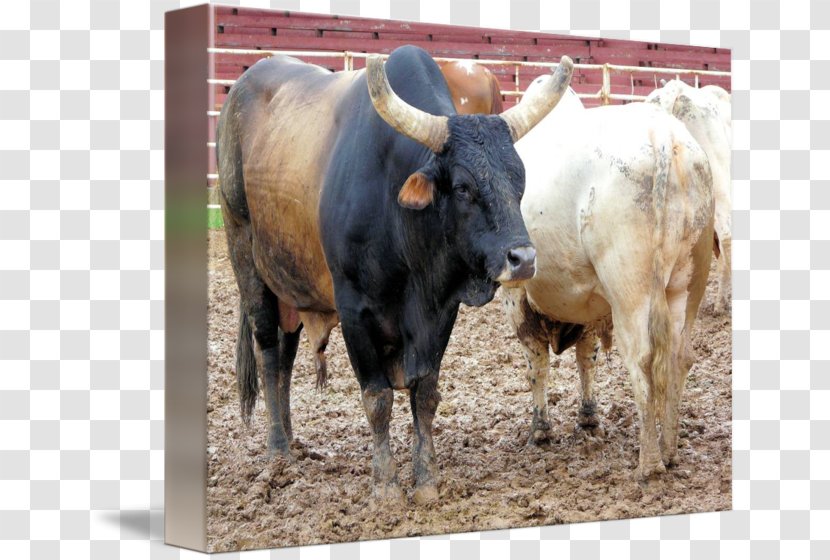 Calf Bucking Bull Rodeo - Livestock Transparent PNG