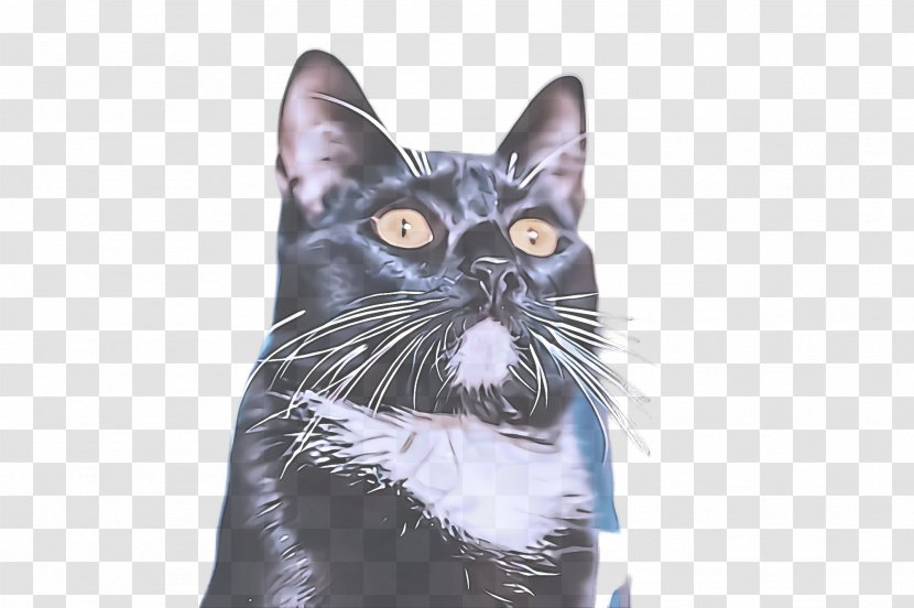 Cat Whiskers Small To Medium-sized Cats Black Snout - Mediumsized - Tshirt American Wirehair Transparent PNG
