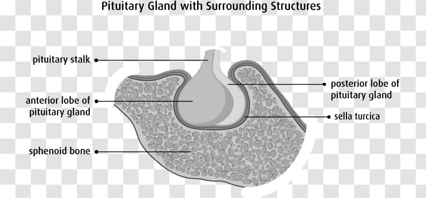 Pituitary Gland Anterior Sella Turcica Sphenoid Bone Posterior - Frame - Silhouette Transparent PNG