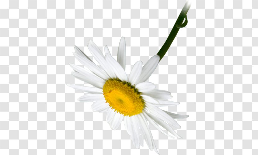 Common Daisy Oxeye Roman Chamomile Petal Chamomiles - Flower Transparent PNG